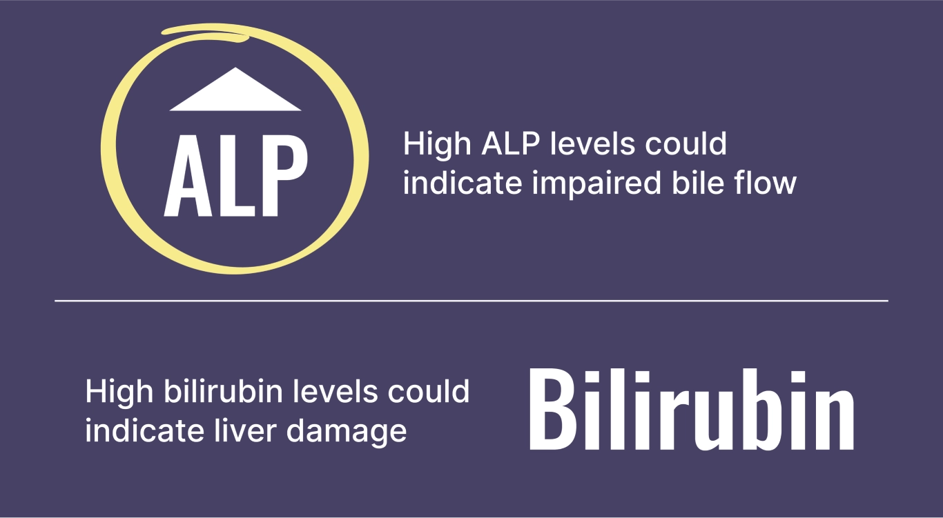 High ALP levels could indicate impaired bile flow. High bilirubin levels could indicate liver damage.